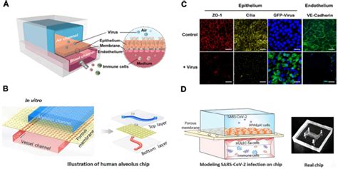 Lung On A Chip A Schematic Diagram Of Human Airway Chips B