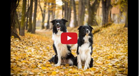 Two Border Collie Bros Who Love To Do Tricks! | Border Collie Fan Club