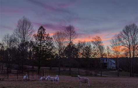 3/6/16 – Sheep and Sunset | Picture Birmingham