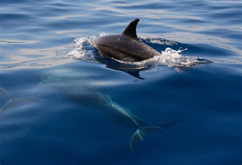 maui  ai powered drones  protect maui  hectors dolphins