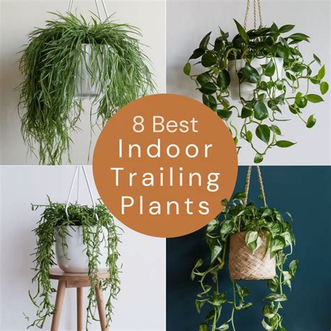 8 Best Indoor Trailing Plants To Transform Your Space » Simplify Plants