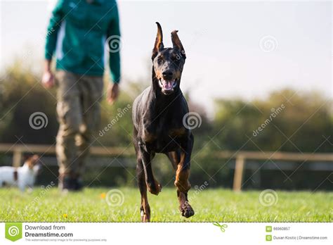 Doberman Pinscher in Training Stock Image - Image of effort, purebred ...