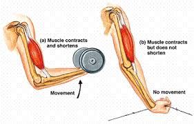 Describe Isotonic And Isometric Contractions