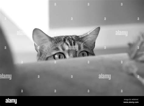 Close Up Of Cat Hiding Behind Table Stock Photo Alamy