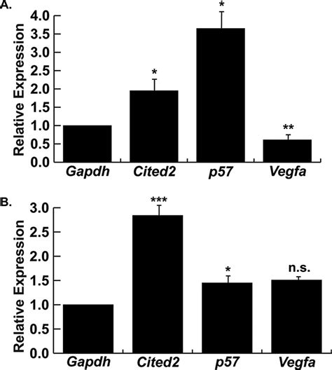 Dysregulated Cited P And Vegfa Expression In Mef A De Ficient