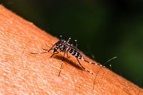 Iloilo Ag Aklan Nakalista It Pinakamataas Nga Kaso It Dengue Sa Western