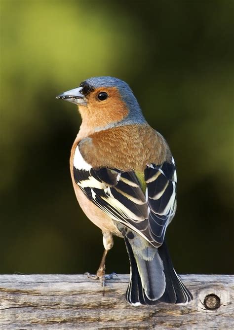 Top 10 British Garden Birds