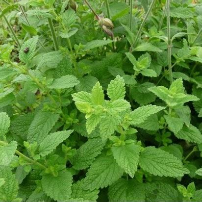 Lemon Balm (Organic) - Vital Seeds