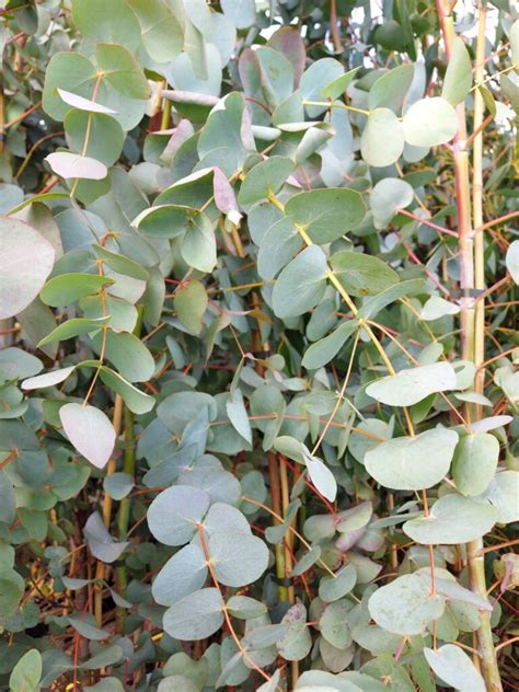 Eucalyptus Cinerea Silver Dollar Hardy Eucalyptus