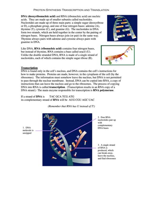 Protein Synthesis - Transcription And Translation Biology Worksheet ...