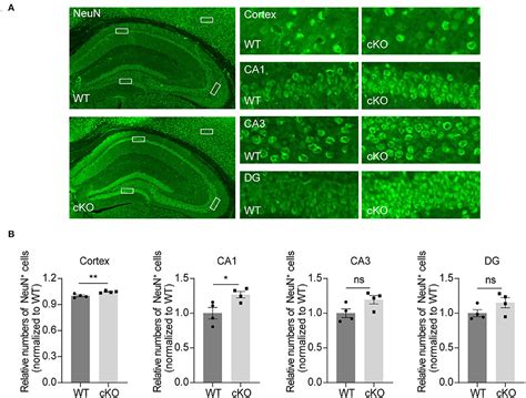 Frontiers Conditional Deletion Of Mad2b In Forebrain Neurons Enhances