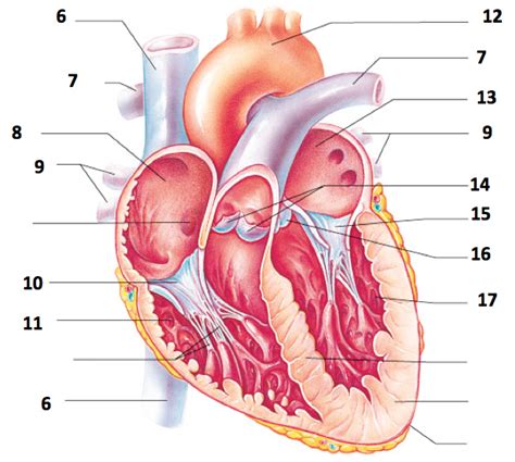 Heart Diagram Anatomy And Physiology Diagram Quizlet