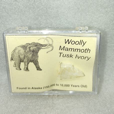 Woolly Mammoth Ivory Fossils For Sale Wooly Mammoth Mammoth