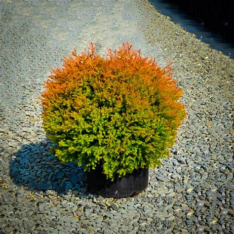 Fire Chief Arborvitae Globe Arborvitae Arborvitae Landscaping