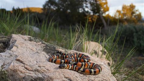 Herping Eastern Utah Bonus Milksnakes April 2022 Youtube