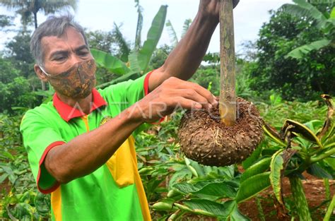 BUDI DAYA TANAMAN PORANG ANTARA Foto