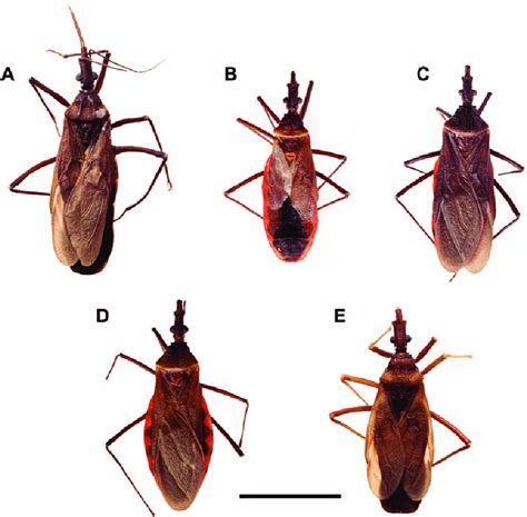 Males of the three species of Mepraia. M. gajardoi brachypterous from ...