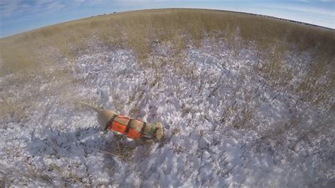 Limited Out Pheasant Hunting Colorado Usa 1717 Youtube