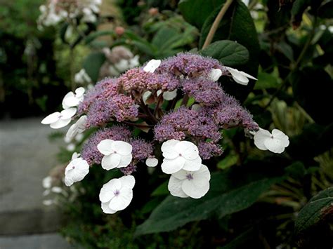 Hydrangea Aspera Villosa - Garden Scene Jersey