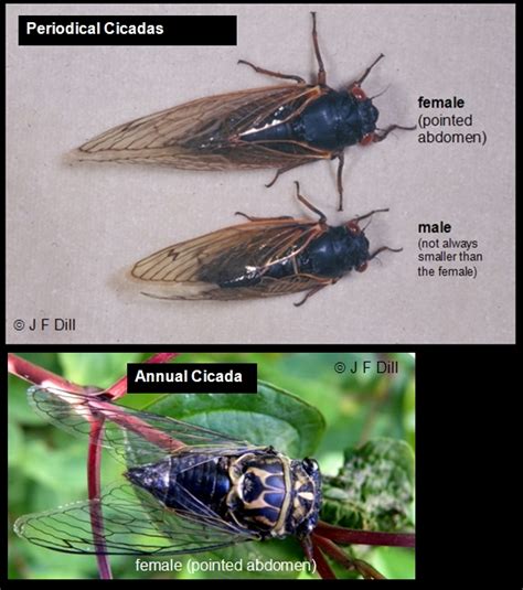 Cicadas Home And Garden Ipm From Cooperative Extension University