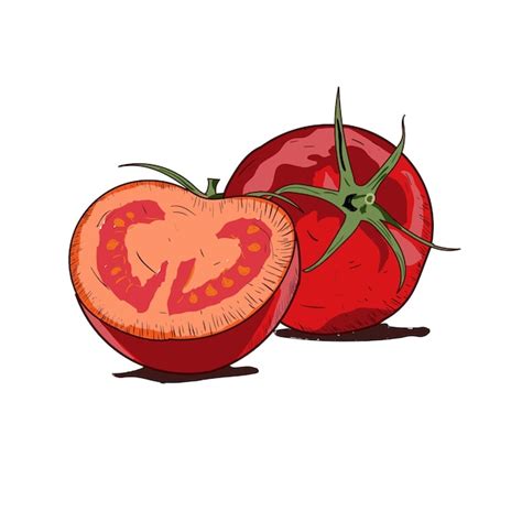 Dibujo Vectorial De Tomate Tomates Aislados En Rama Ilustración De Estilo Artístico Vegetal