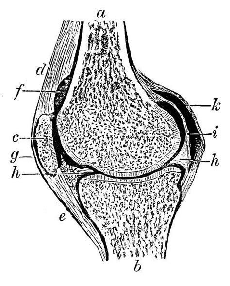 120+ Drawing Of Human Knee Anatomy Illustrations, Royalty-Free Vector ...