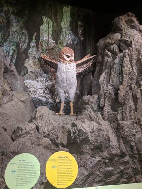 Cuban giant owl (model of largest owl species, now extinct) : Superbowl