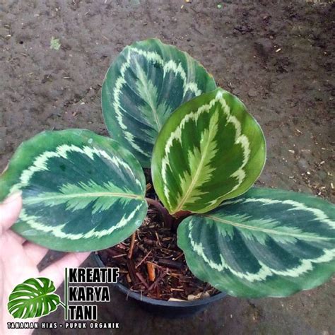 Jual Tanaman Hias Calathea Medalion Calathea Medalion Original