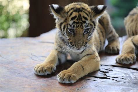 The Chinese Tiger Is An Endangered Cat Very Ferocious Stock Image