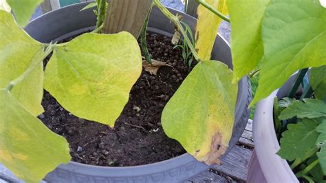 Why Are My Green Bean Plant Leaves Turning Yellow