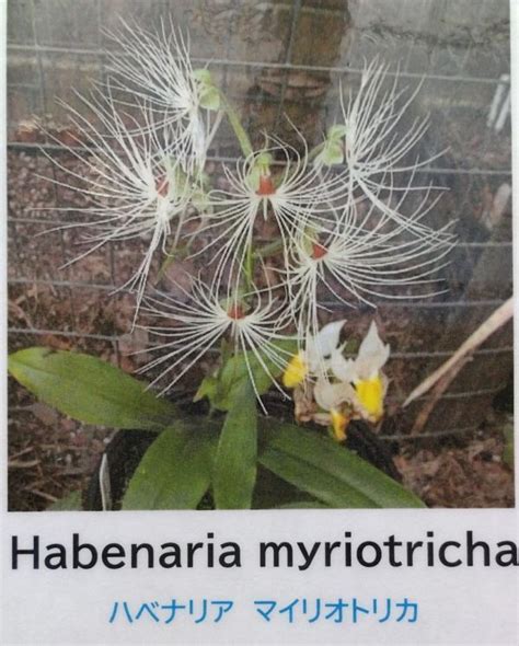 Habenaria Myriotrycha