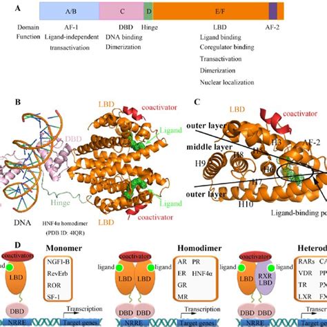 Structural Basis Of Nuclear Receptor Ligand Binding And Cofactor