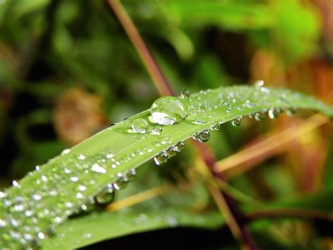 Kostenlose Bild Natur Pflanze Wasser Tau grünes Gras