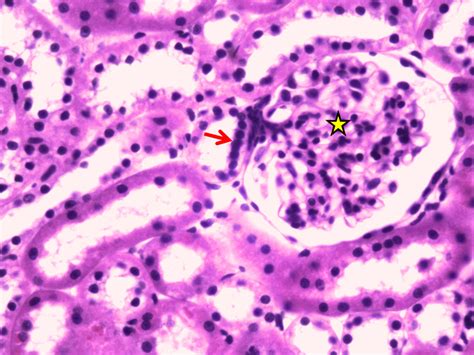 Sistema Urinário Fotos Histologia De Órgãos E Sistemas