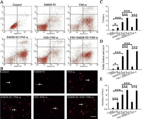 Figure 2 from Fluid shear stress inhibits TNF α induced osteoblast