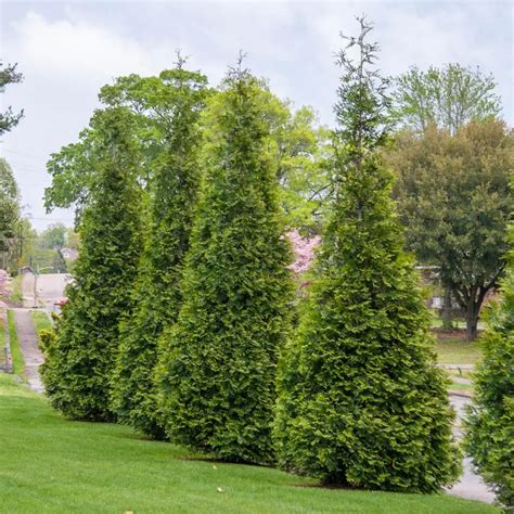 Green Giant Arborvitae Buy Thuja Green Giant Hedge Spring Hill