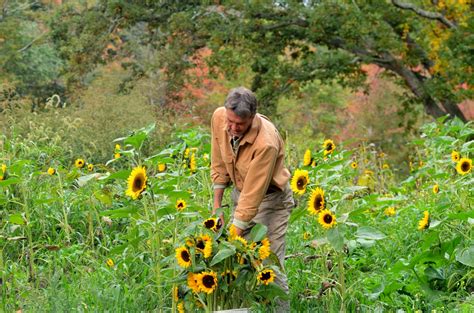 Barberry Hill Farm: Sunflowers of Autumn