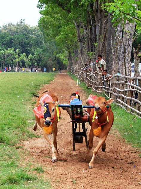 KARAPAN SAPI editorial stock image. Image of indonesia - 83134144