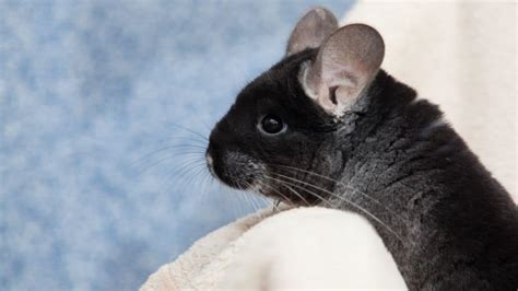 What Colors Do Chinchillas Come In? (Plus Pricing And More)