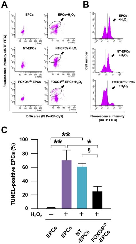 Representative Dot Plots A And Histograms B Of The Flow Cytometric