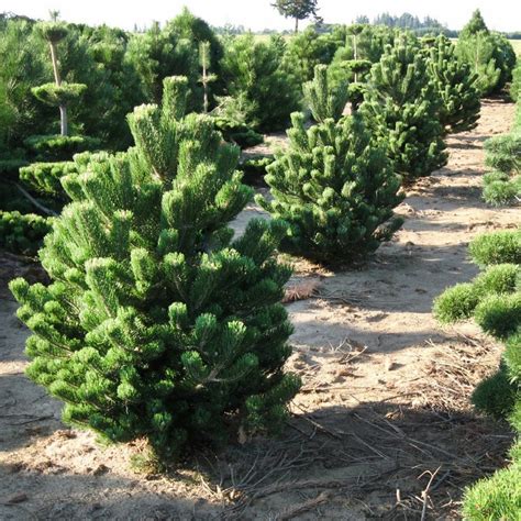 Sosna Czarna Pinus Nigra Oregon Green Cena Opinie Drzewa I Krzewy