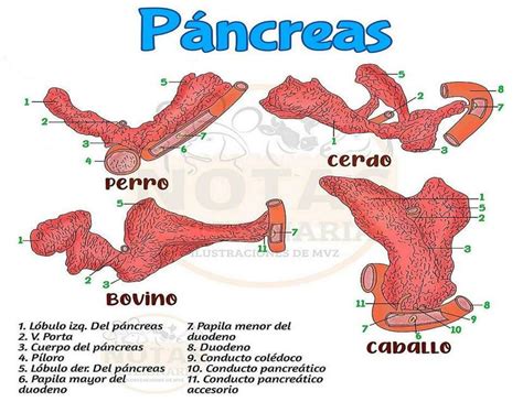 Anatomia Comparada Del Pancreas