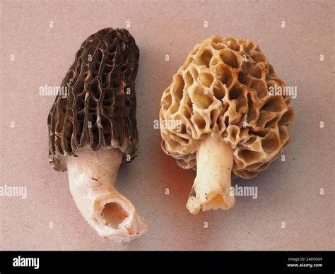 Black Morel And Common Morel Yellow Morel Stock Photo Alamy