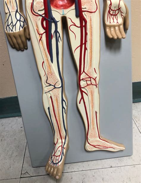 Artery Vein Leg Model Identification Diagram Quizlet Hot Sex Picture