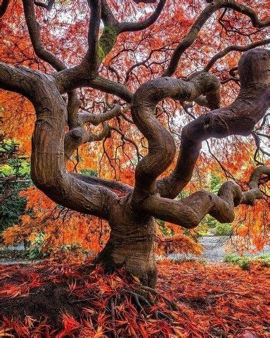Фотография | Фотографии деревьев, Фотография природы, Фото дерево