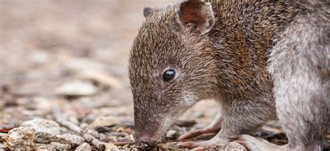 Southern Brown Bandicoot | Northern Beaches Council