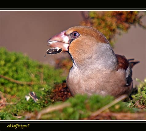 Mis Amigas Las Aves Picogordo Coccothraustes Coccothraustes