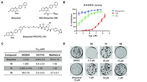 A Structures Of Brequinar And New Probes B Dose Response Curves