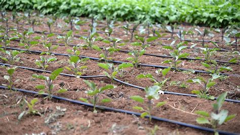 Drip Irrigation Setup For Vegetable Garden