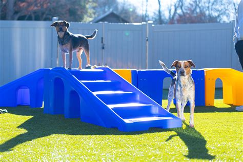 Dog Daycare - Dog Mountain Pet Resort & Spa